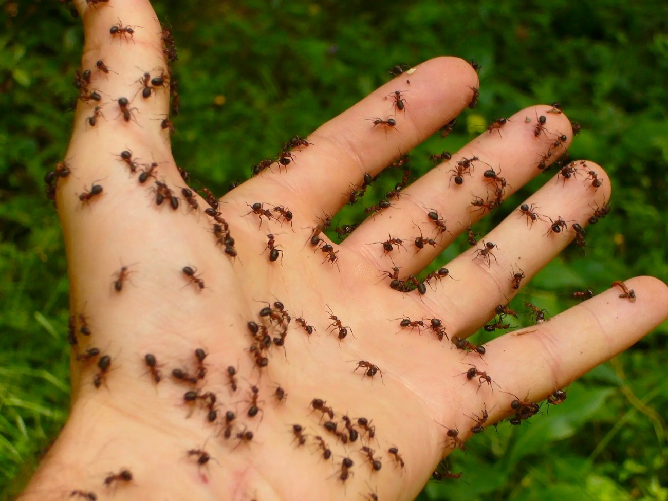 Ungeziefer Ameisen